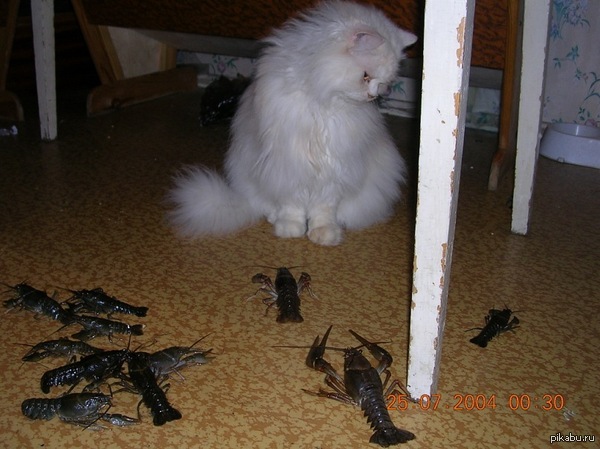 ��� ��� �� ��������?