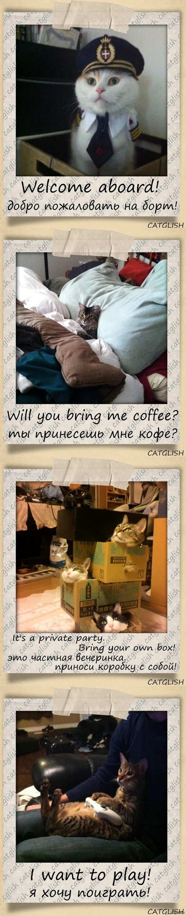 Catglish:3