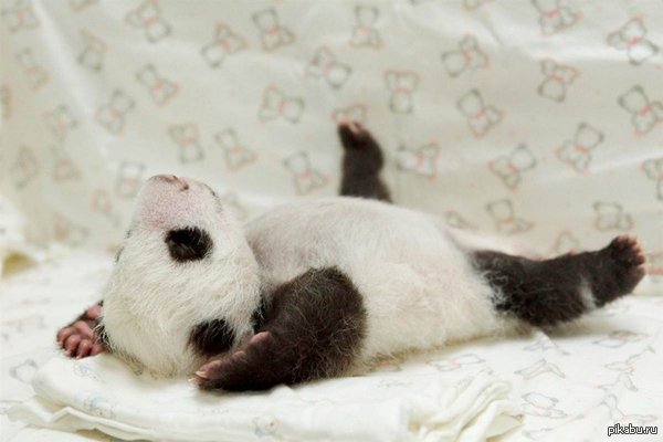 ������� �����