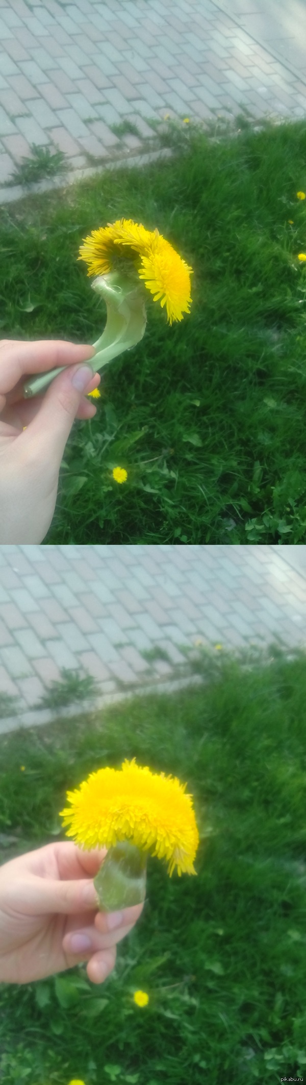 Here is a mutant dandelion I came across in the park - My, Dandelion, Mutant, Longpost