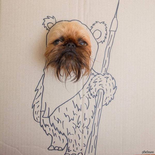 "Мой щенок похож на эвока?)"