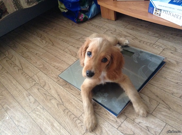 ������� �� �����, ����� � ��������������)