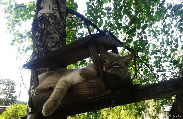 Кот, который живет в кормушке.