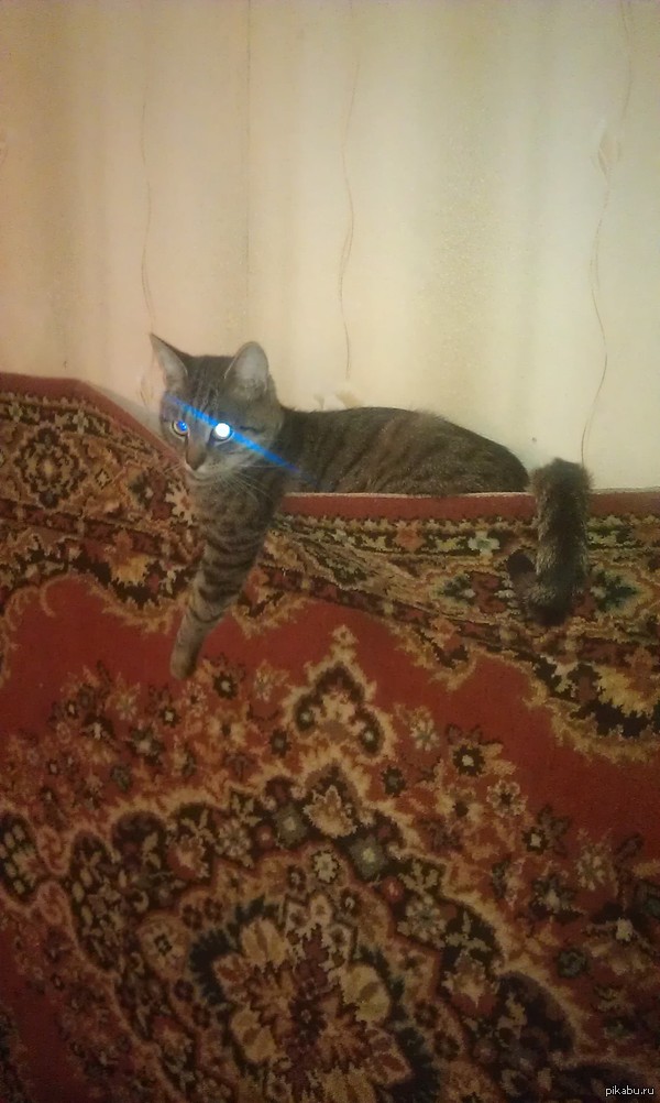 Подобрали его котёнком на своём огороде, теперь это конкретный кошак, который реально чувствует себя хозяином жизни. А ему еще нет года...