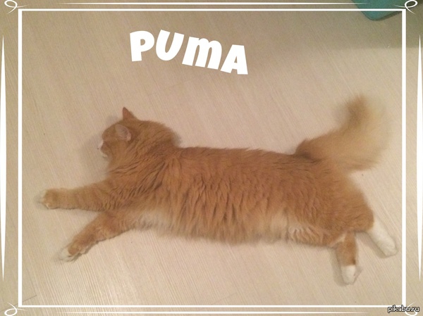 PUMA - Russian Edition