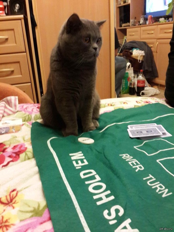 Мой главный дилер