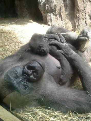 ��������� ����