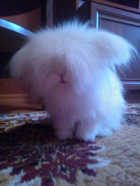 Russell - My, Rabbit, Pets, Fluffy