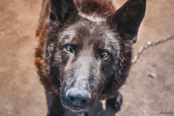 Кошки уходят из моды,тогда вот вам собачелла.