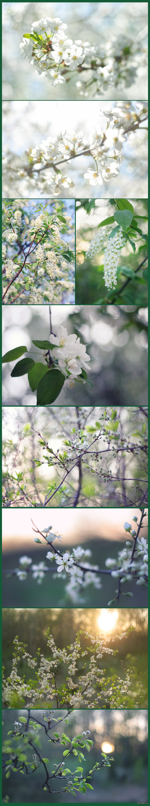 Spring everyone :) - My, Spring, Nature, The photo, League of photographers, Photographer, Longpost