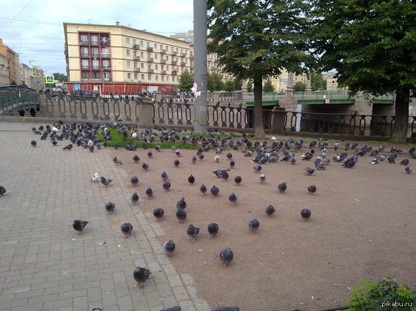 напугал стаю голубей...