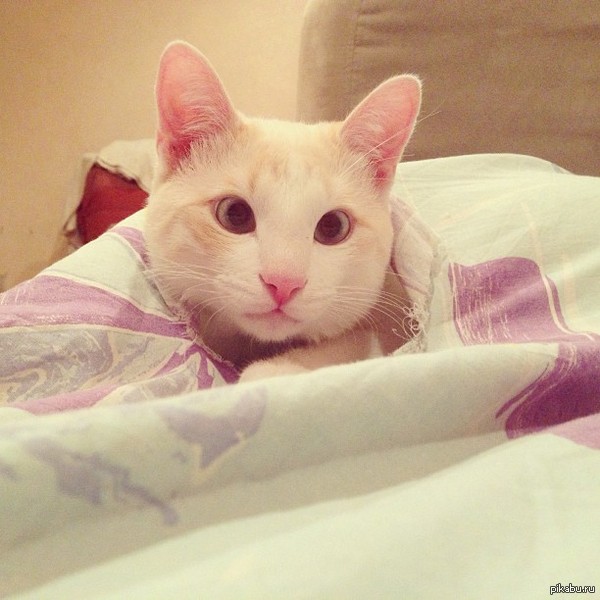 Я тоже решил показать своего кота Кокоса)