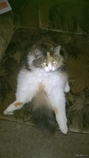 Порой мне кажется что моя кошка, что-то затевает...