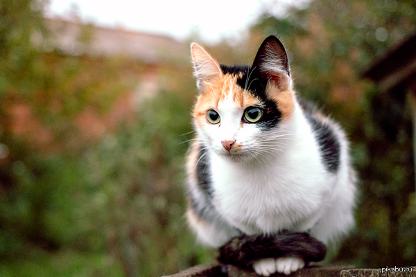 ��� �����.