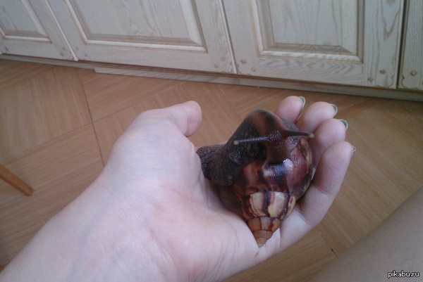 � - ��������