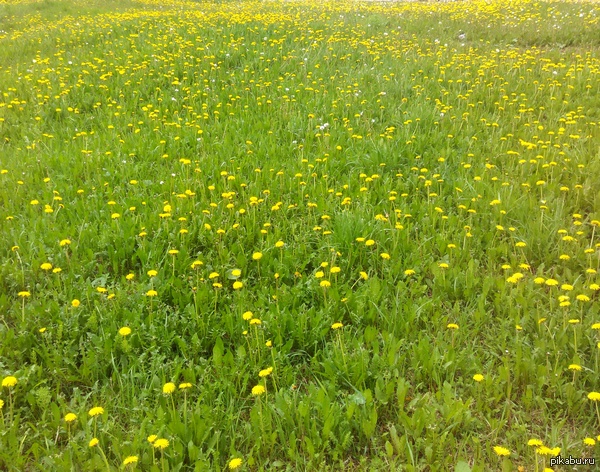 ���� ��������� �������� � ��� ��������� ���