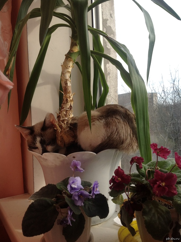 �������� ������� �����)