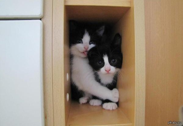 ������� ����� ���� ������ ����������� :3