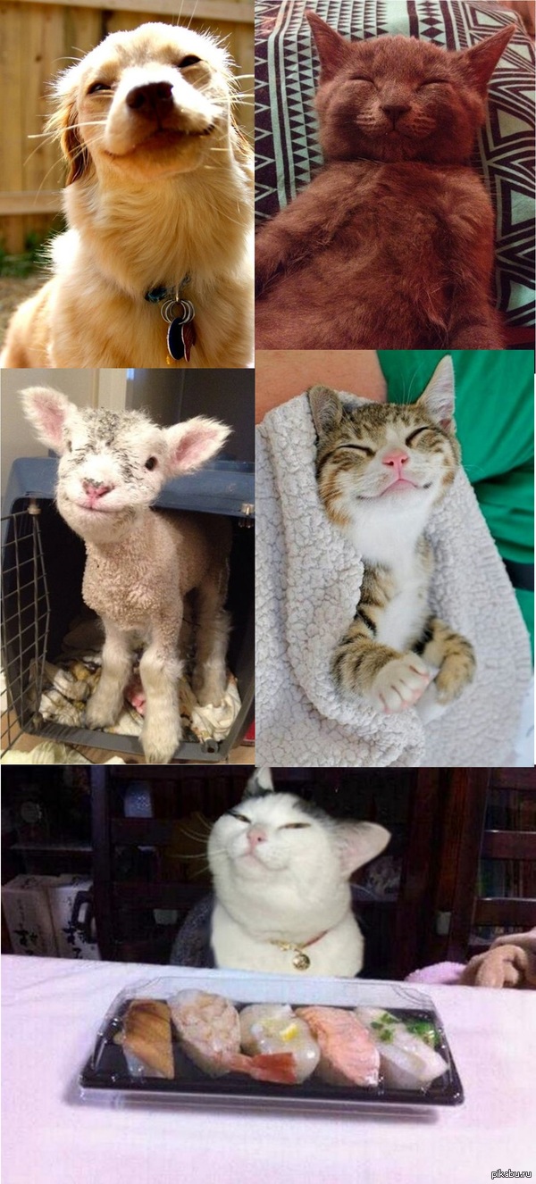 ��������� � ���������� ���