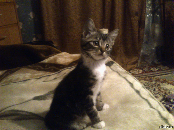 ��������� ���������