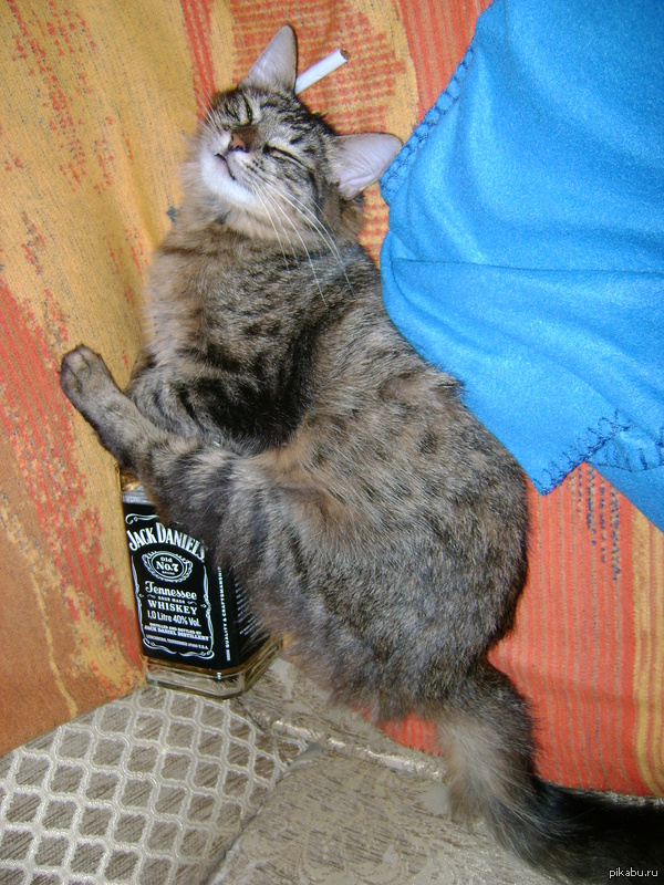 ������ ����