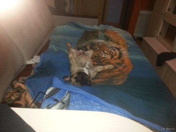 Потому что спать как нормальная собака - слишком мейнстримно