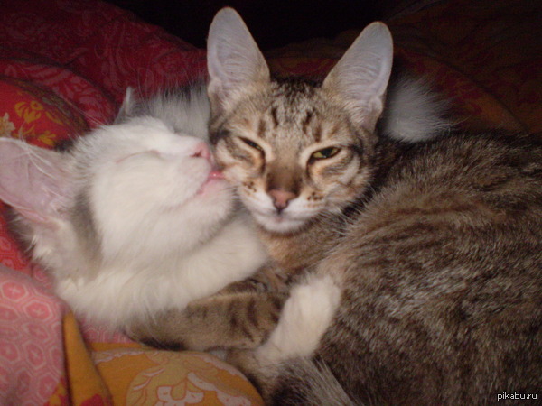 ������� ��������