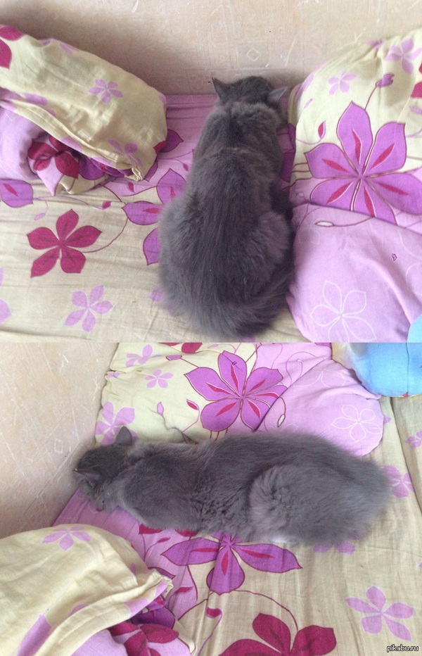 ��� ������� ����