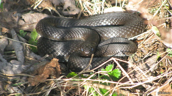 ��� ��� ����� ���������?