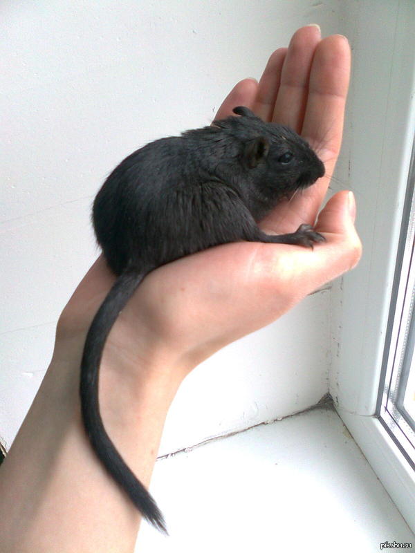 Это вам не котикисобачки,это самый настоящий Тушкан!!