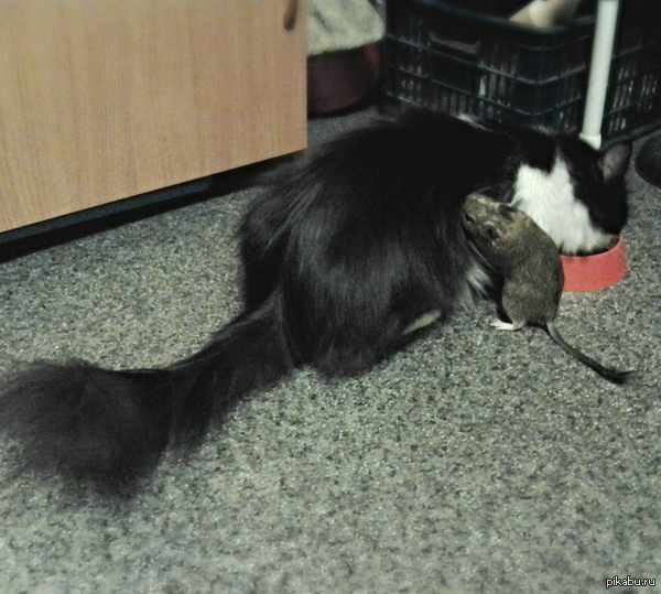 Просто кот ест корм,а белка ест кота