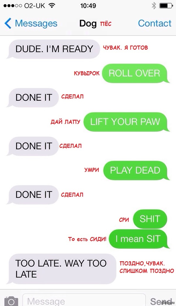 Как я дрессирую свою собаку