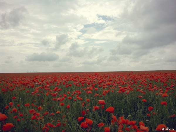 Красивое и огромное маковое поле