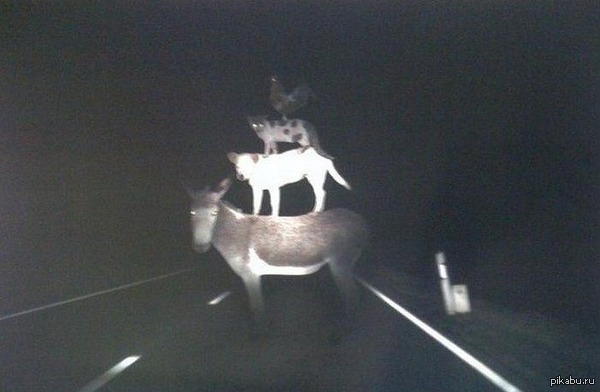 Мы к вам приехали на час...