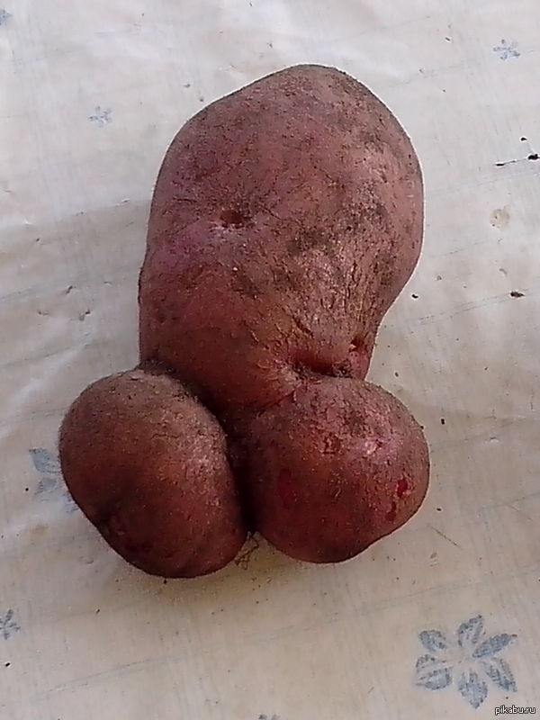 Potato - Kuetoshka - NSFW, My, Potato, Land, Suddenly, Nature, Reality