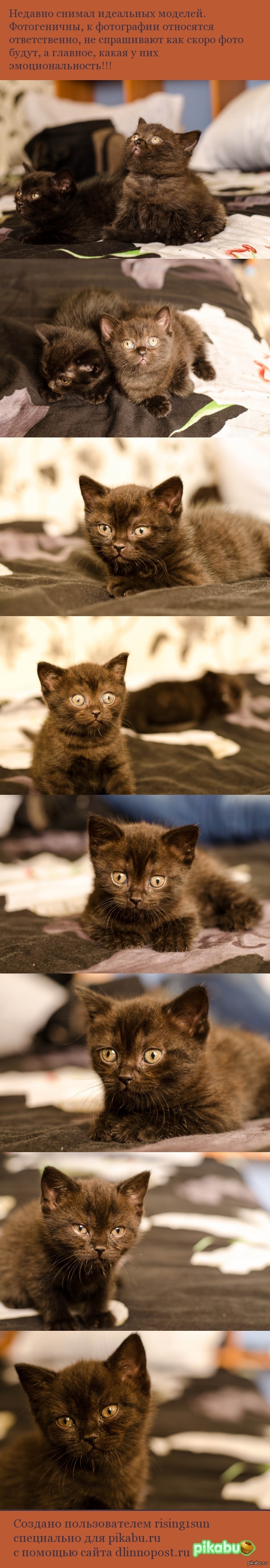 ����� ���� ����������� ���������� ���������� ��� �������� (����������)