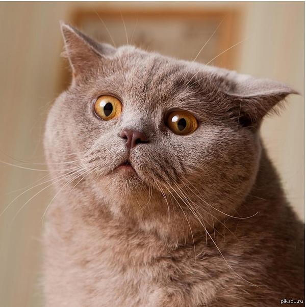 На случай важных переговоров)))