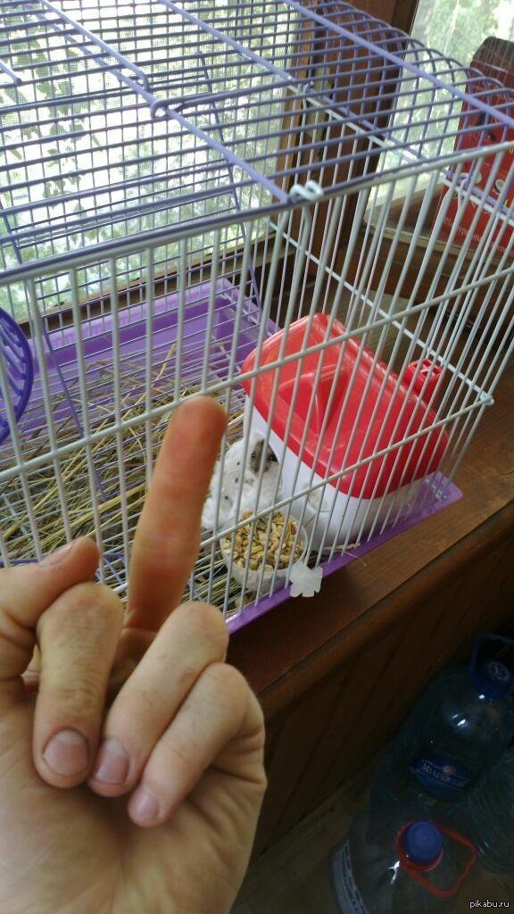 � ��������� ���������� "�����".