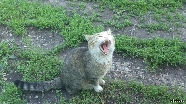 ��� ����������� ��� �����)