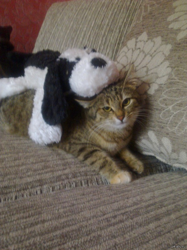 Из серии "мой хозяин - идиот"