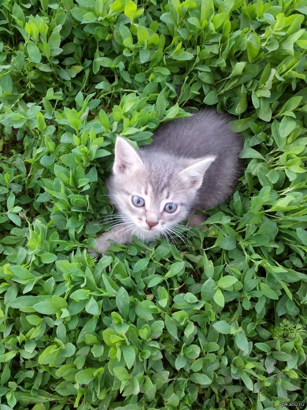 ��� �����