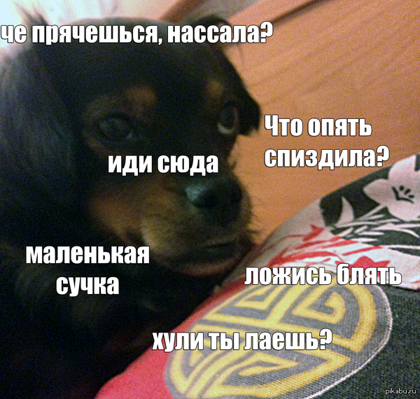 Типичная маленькая собачка