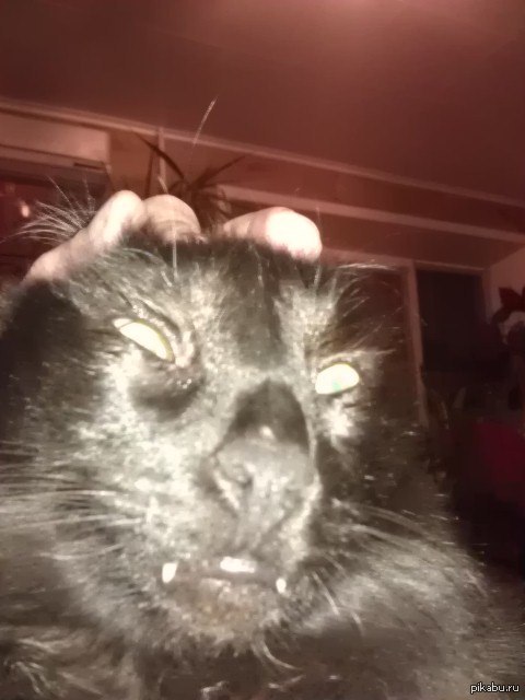 ����� �������� ����