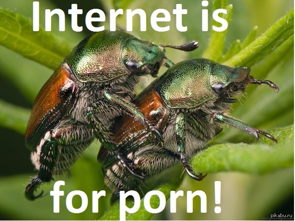 Internet is for porn! - NSFW, Моё, Порно, Клубничка, Сиськи, Интернет