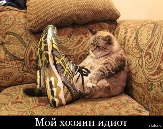 Спортивный котик)