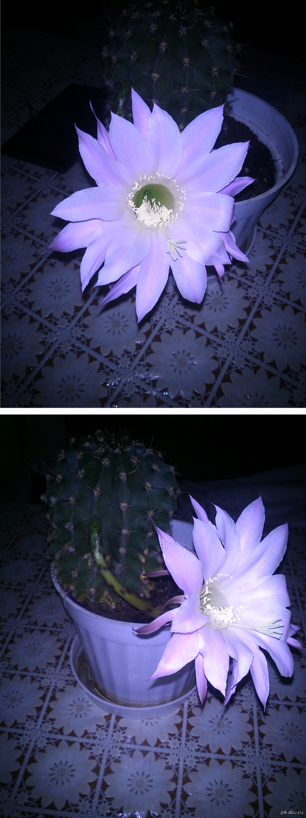 � � ���� ������ ������.