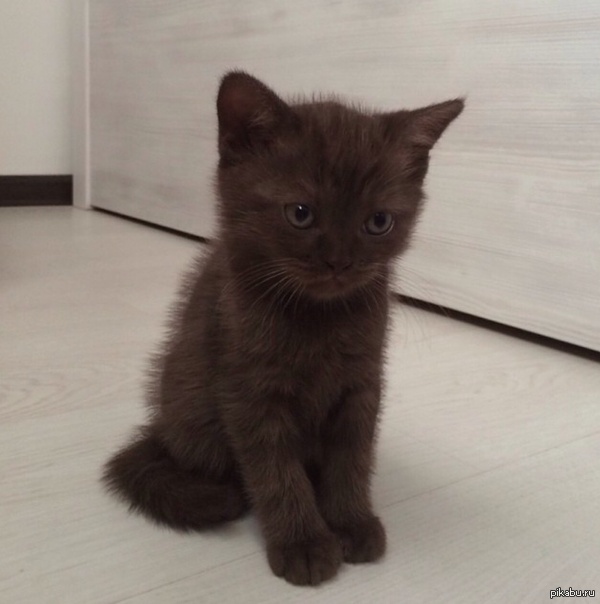 ��� ����� ���� ��������� � ���.