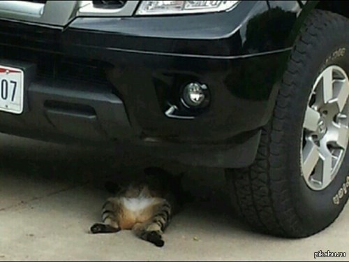Кот механик. Кот автослесарь. Коты механики. Механика котики.