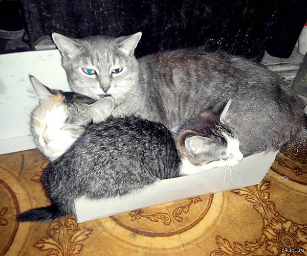 ������� ��� �����.