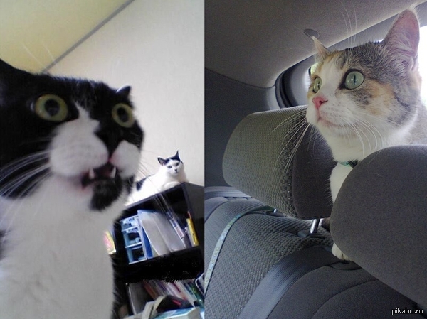 Они нашли друг друга